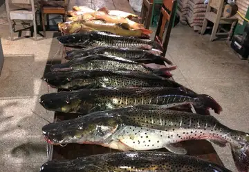 Batalhão Ambiental e Juvam apreendem 98 quilos de pescado ilegal no Rio Paraguai